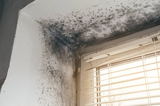 Affordable Commercial Mold Remediation solutions in Antioch, IL